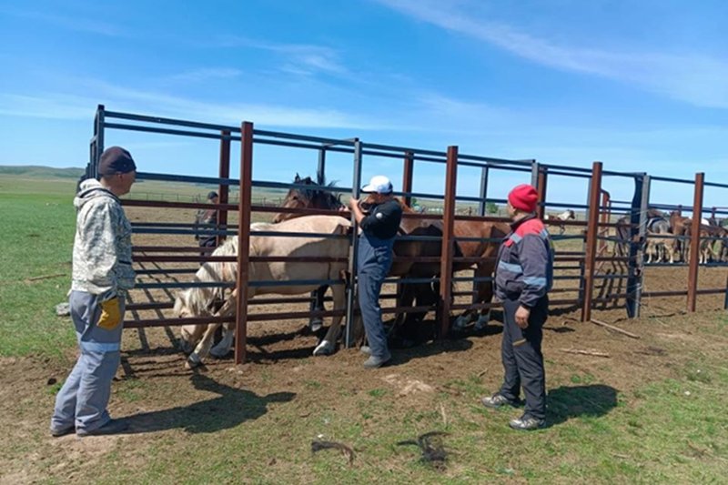 В Карагандинской области сняли карантин по лимфангиту у лошадей
