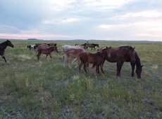 Импорт конины в Казахстан вырос в два раза