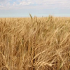 Пшеница сорта Любава