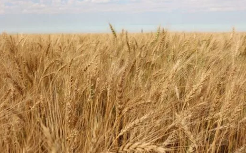 Пшеница сорта Любава