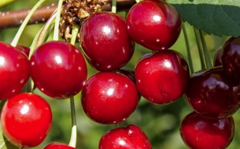 Вишня сорт Любская