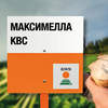 Свекла сахарная сорт МАКСИМЕЛЛА KBC