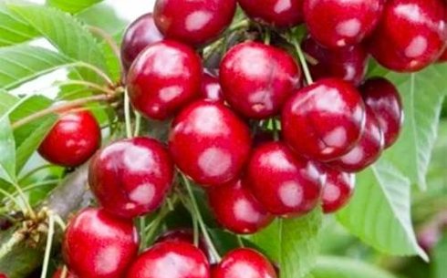 Вишня сорт Малютка