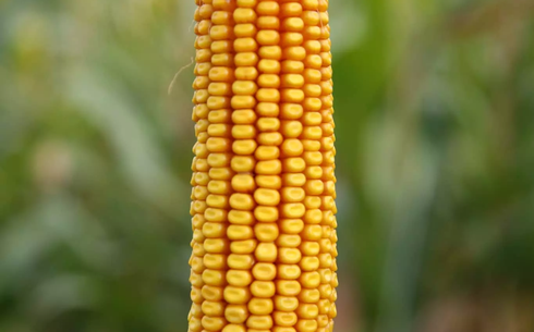 Кукуруза сорт Маттео