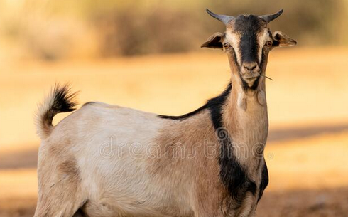 Мавританиялық ешкі тұқымы (Mauritanian)