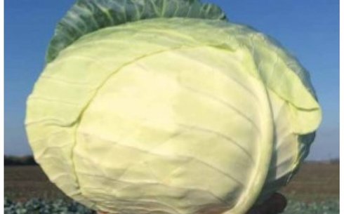 Капуста белокочанная сорт Мензания