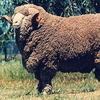 Мерино-фляйш порода овец (Merino–fleisch)