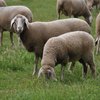 Мериноландшаф порода овец (Merinolandschaf)