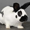 Көбелек (Butterfly breed of rabbit)