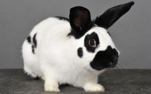 Көбелек (Butterfly breed of rabbit)