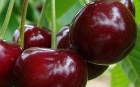 Вишня сорт Милавица