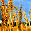Пшеница сорта Мирас