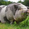 Миргород (Mirgorod pig breed)