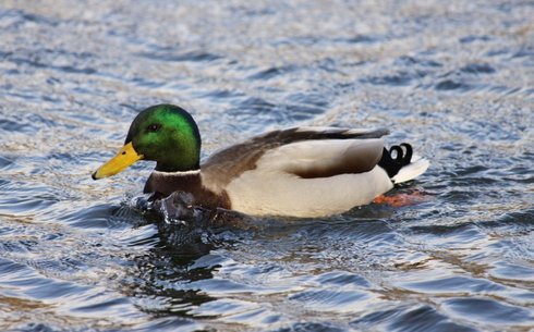 Айна үйрек (Mirror duck)