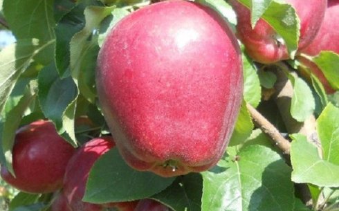 Яблоня сорт Моди