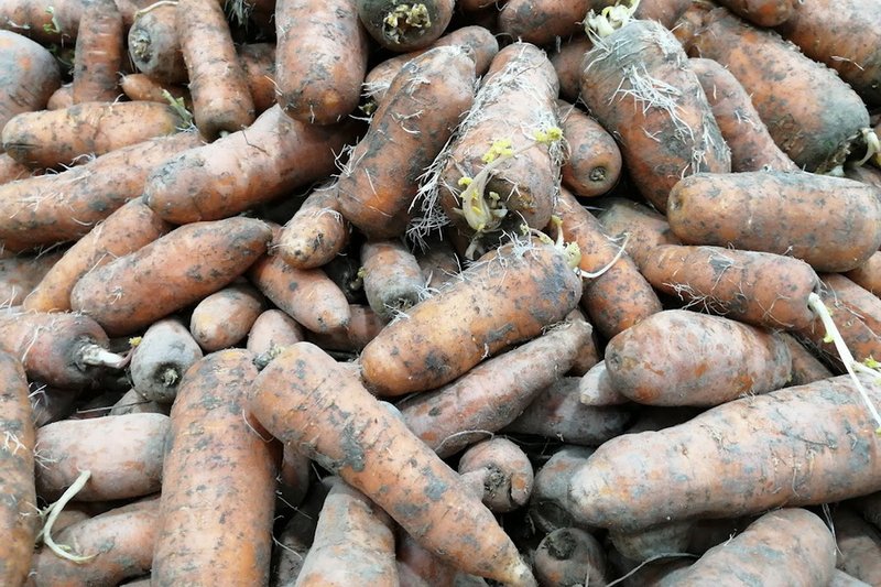 Казахстан введёт запрет на экспорт моркови