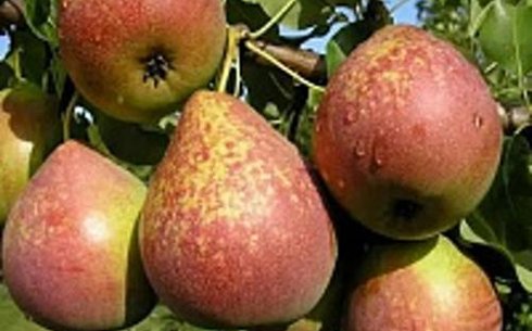 Груша сорт Мраморная