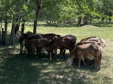 Казахстан будет экспортировать племенных овец в Монголию