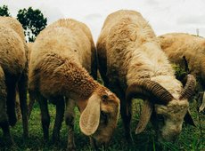 Квота на вывоз баранчиков из Казахстана составит 120 тыс. голов