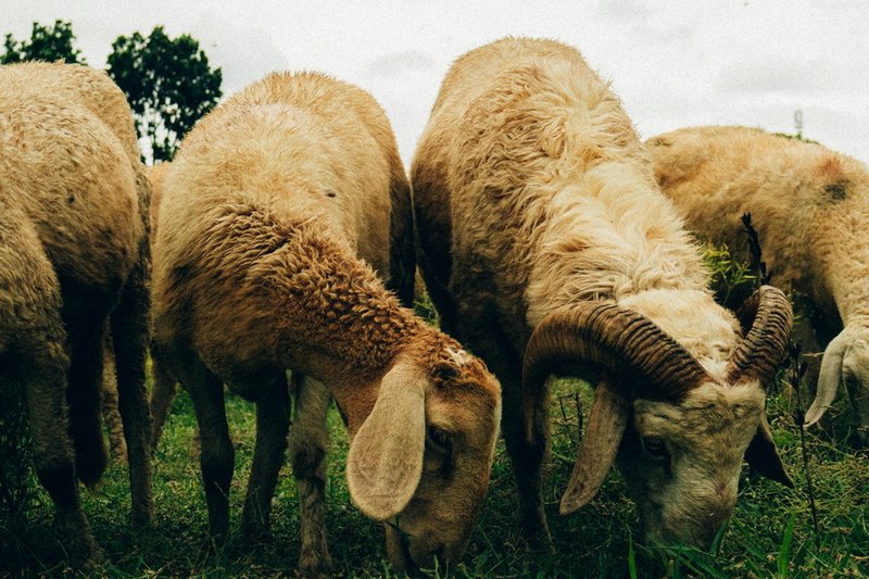 Квота на вывоз баранчиков из Казахстана составит 120 тыс. голов