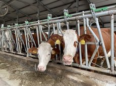 Молочную ферму на 1200 голов построят в Конаеве