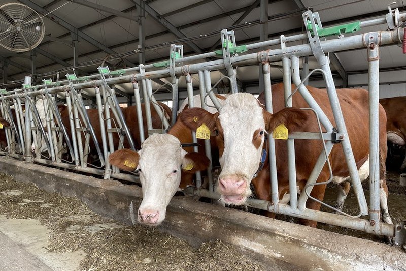 Молочную ферму на 1200 голов построят в Конаеве