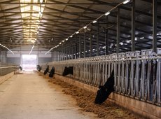 Новую молочную ферму запустили в Северном Казахстане