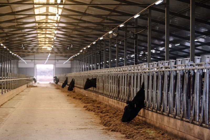 Новую молочную ферму запустили в Северном Казахстане