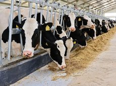 МТФ на 1,1 тыс. голов запустили в Карагандинской области