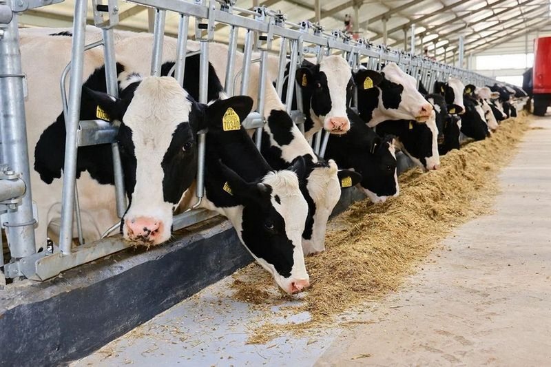 МТФ на 1,1 тыс. голов запустили в Карагандинской области