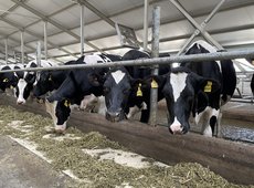 65 молочных ферм запустят в Казахстане