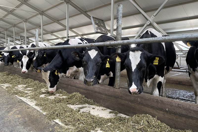 65 молочных ферм запустят в Казахстане