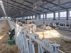 На павлодарскую МТФ доставили 165 нетелей из Дании