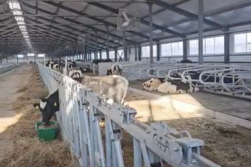 На павлодарскую МТФ доставили 165 нетелей из Дании