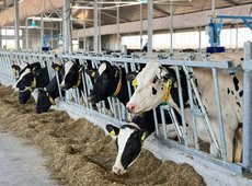 МТФ на 1000 голов скота запустили в Восточном Казахстане