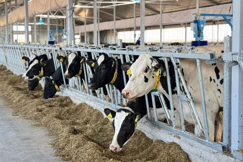 МТФ на 1000 голов скота запустили в Восточном Казахстане