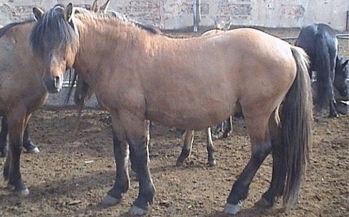 Мугалжарская лошадь (Мұғалжар жылқысы)
