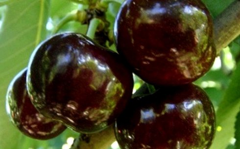 Черешня сорт Мускатная