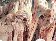 Минсельхоз заявил о безопасности мяса сайгаков