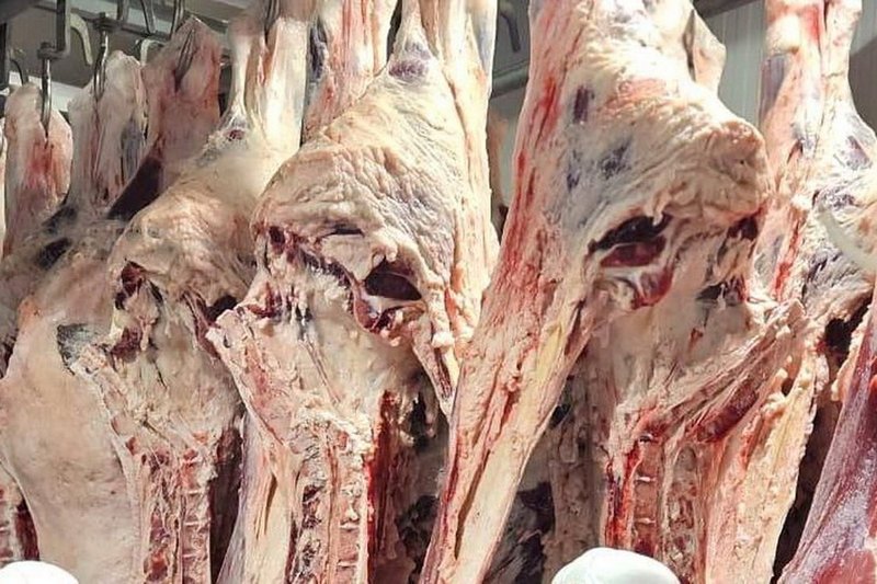 Минсельхоз заявил о безопасности мяса сайгаков