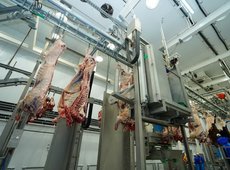 50 млрд тенге инвестируют в мясной кластер Туркестанской области