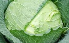 Капуста белокочанная сорт Надюша