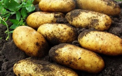 Нартау картоп сұрпы