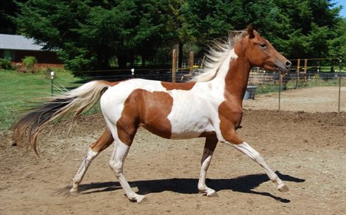 Национальная шоу-лошадь (National show horse)