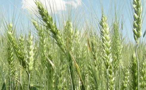 Пшеница сорта Наз