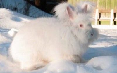 Неміс ангорасы (German angora)