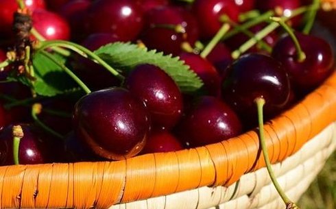 Вишня сорт Несвижская