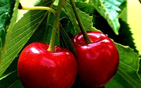 Вишня сорт Ника