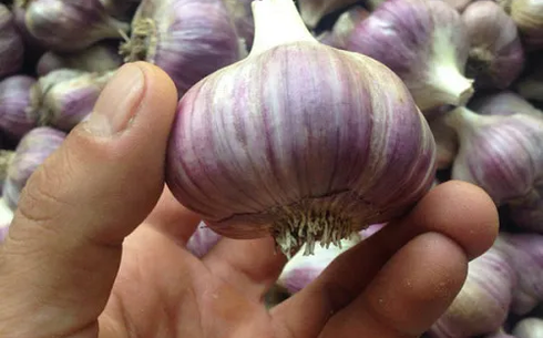 Чеснок сорт Ники