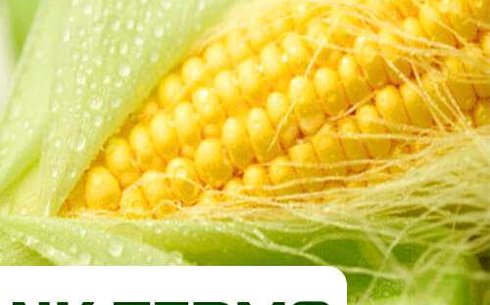 Кукуруза сорт НК Термо